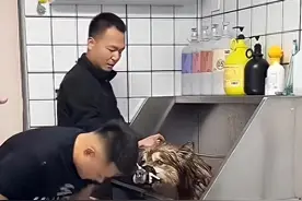 网红小狗洗澡时突发心脏病去世！出现以下10种情况，不要轻易给小狗洗澡！图片