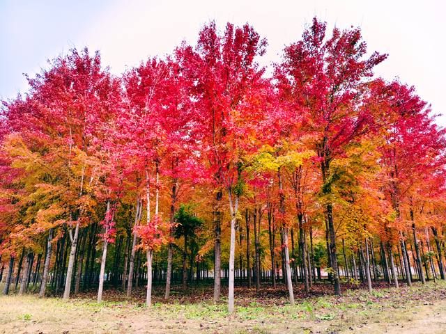 层林尽染时，邂逅北京的秋日斑斓