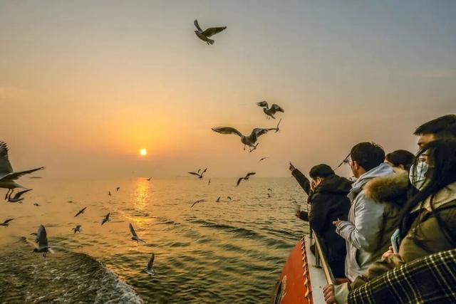 城阳区赏鸥打卡攻略和赏鸥线路请收好