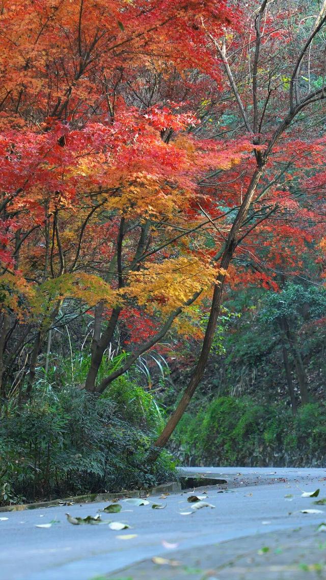 娄底：藏不住的诗意冬景，每帧都美到“心巴”上～