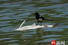 南京江面现喜鹊与黑耳鸢争抢鱼儿，场面十分妙趣图片