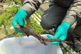 广西大桂山鳄蜥国家级自然保护区纯本土鳄蜥新生幼体首次突破100只图片