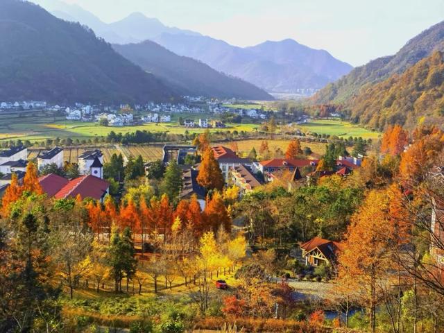 热搜！寒潮收尾！周末最高21℃！来光明东滩源、黄山茶林场兜兜…最低2折特惠！太值了！