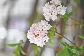 “赏花地图”来啦！青海开启赏花模式图片