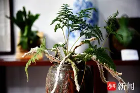 镇江北固山蕨类植物展开展，3亿多年前的“桫椤”现身图片
