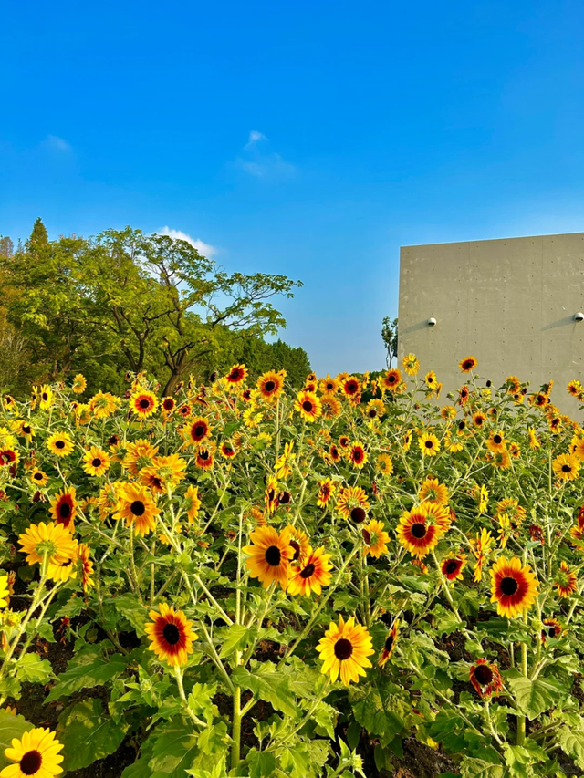 向日葵花海、满园桂花香！上海这个免费公园秋日氛围拉满→