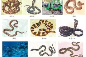 蛇咬、虫蜇……如何应对常见动物伤害？图片