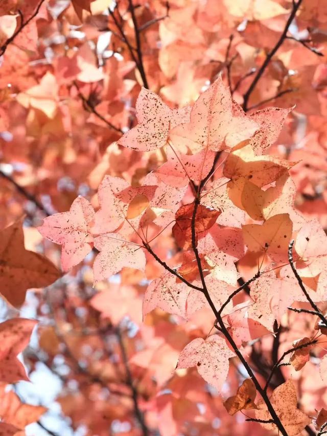 美上央媒！昆明红了！周末冲！打卡最美枫景去，超全攻略速收藏→