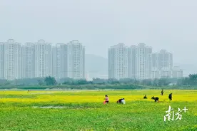 汕头濠江撂荒地开出油菜花海图片
