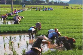 湖南靖州县：全链条订单种植助推制种产业发展图片
