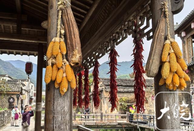 黟县：卢村秋色引客来（组图）