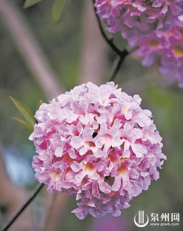 紫花风铃木盛开 解锁冬日浪漫