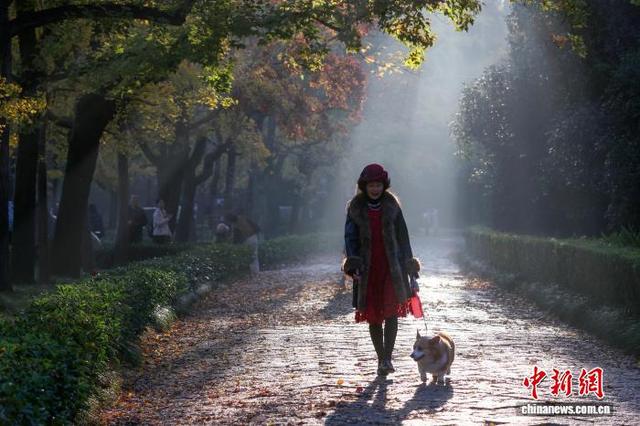 民众走进南京明孝陵石象路 感受“光影中的诗意清晨”