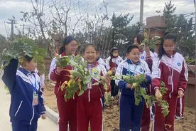快乐拔萝卜，劳动欢乐多：养马岛中学开展劳动实践活动图片