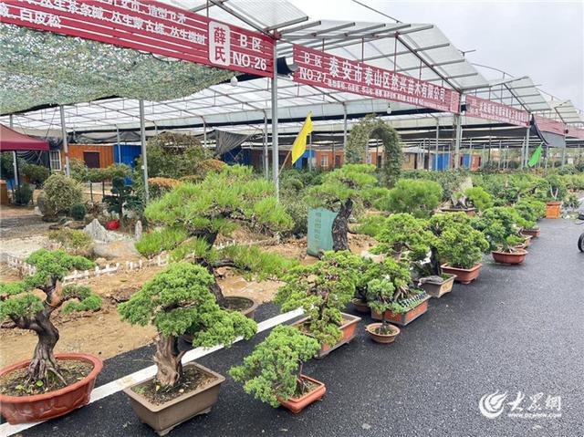 国庆中秋长假，就逛泰山国际花木城！白天嗨玩大集，夜晚风雅看展！