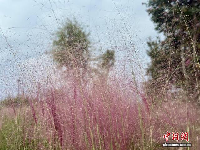 成都玉石湿地公园粉黛乱子草初绽 如云似纱引游客