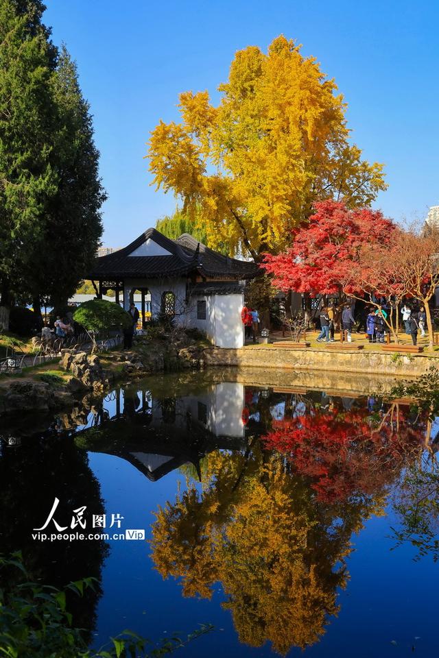 江苏南京：莫愁湖公园冬景醉游人