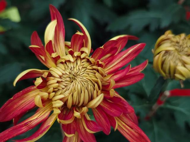 限时开启！花展进行中，还可以带回家→