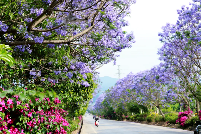 遇见临沧 如回故乡 | 一座开花的城