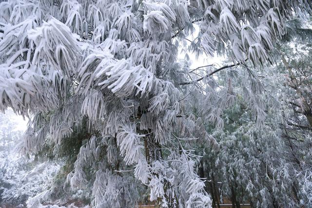 绝美雾凇！云南自己的冰雪世界上线了——有一种叫云南的生活之365天
