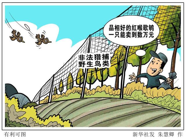 织密法治之网护飞鸟：猎捕、售网皆违法，案例直击！