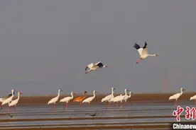 首批43只越冬白鹤飞抵江西鄱阳湖自然保护区图片