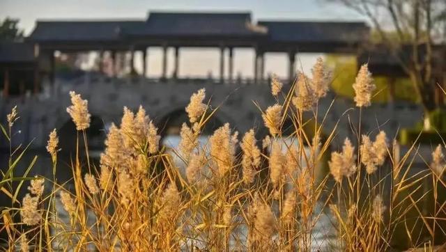 乘高铁赏秋景！从上海前往这些城市1小时内即可抵达