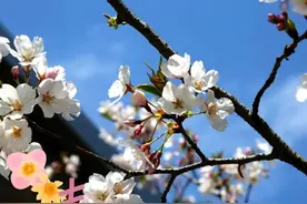 太宠粉了！免费打卡一场浪漫樱花音乐会图片