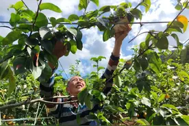 烟台秋月梨“远嫁”巫山，带来亿元产值图片