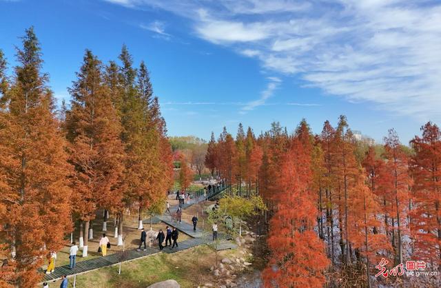 缤纷林间赏冬景