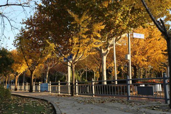 这场秋日浪漫别错过 申城落叶道体验进入倒计时