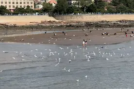 海鸥提前抵青，到底是啥情况？专家：与气候和食物有关，十一月中上旬会大批量抵青图片