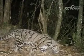 玉龙雪山生态环境不断优化 古老森林焕发旺盛生机与活力图片