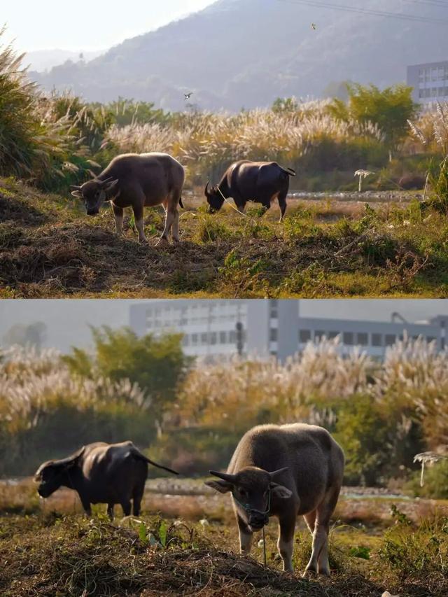 周末露营天花板，来福安“野” 一天！