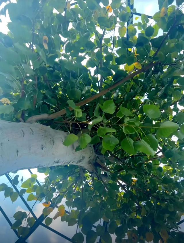 跟着这条线路，周末赏秋去！