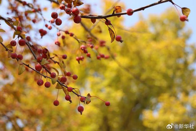 收藏！秋天是写在古都的诗篇