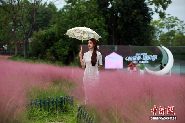 广西南宁：粉黛花海引游人