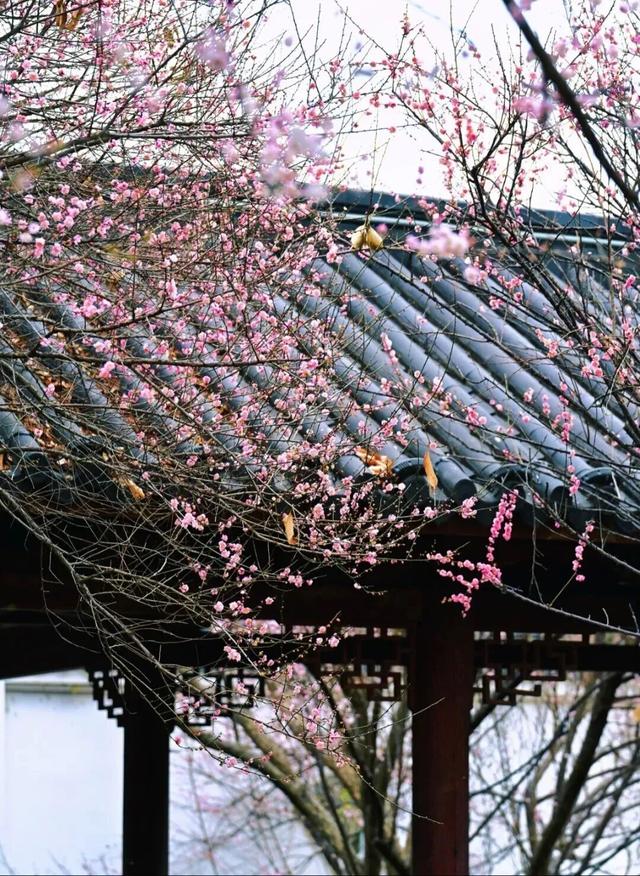 今日腊八｜花粥同赏，岁寒生香！腊八节快来南宁共赴一场早梅之约，就在市区→