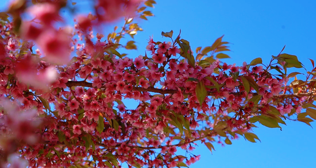 一树樱花揽尽滇池春色