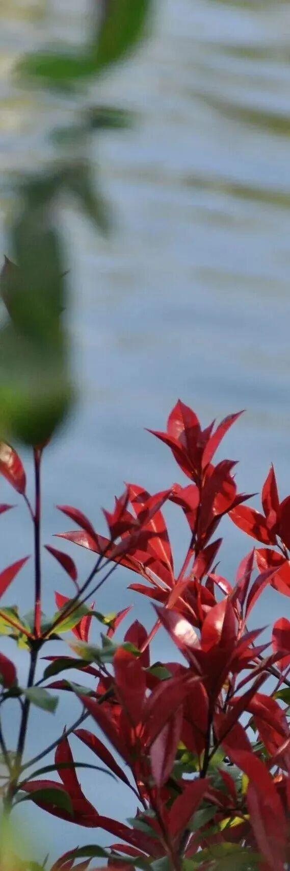 四季流转，青浦这座公园的颜值从来不掉线！