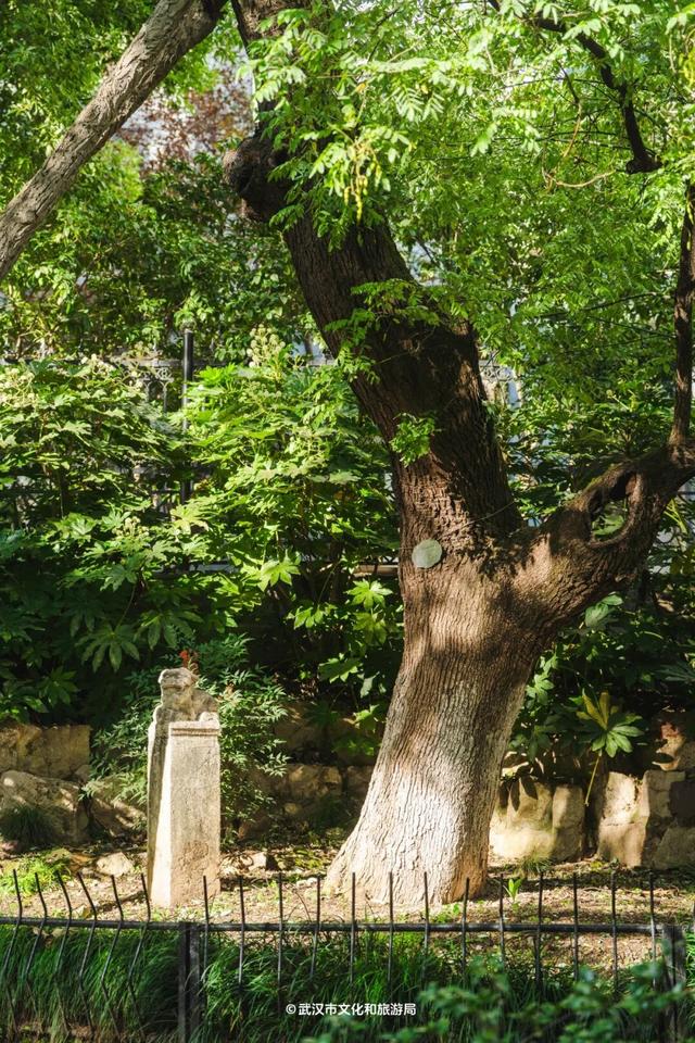 武汉为百年古树建公园，免费开放！