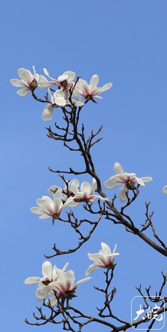 淮南：三月花开香满径 城乡无处不春光