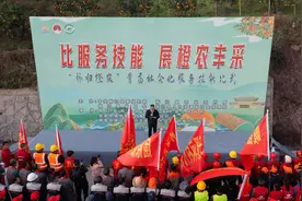 湖北秭归：脐橙园里“打擂台”图片