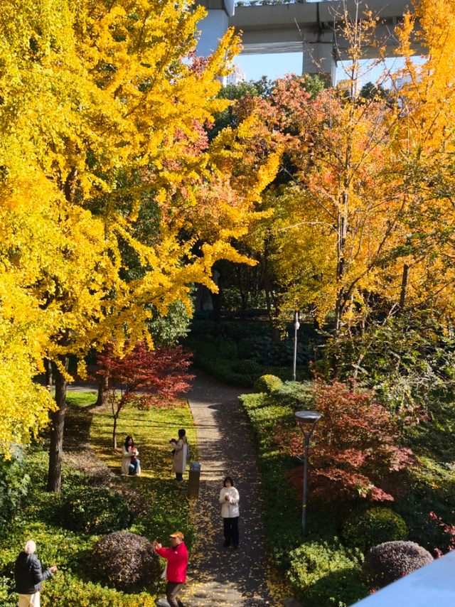 静安“银杏车站”迎来最美时刻！满眼的金色浪漫……（附全区银杏打卡点位）