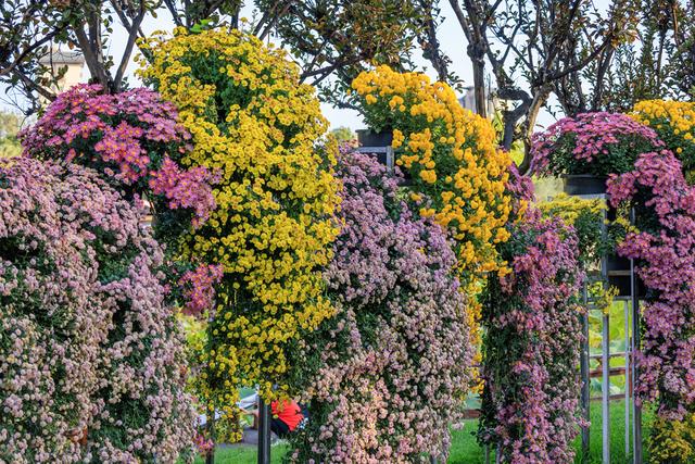 昆明大观楼菊花绽放
