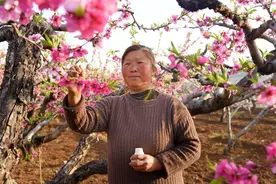 山亭：桃花开，催农忙图片