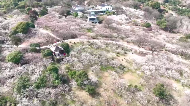 浙江冬日花海“提前营业” 赏花游激活文旅“小阳春”