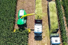 宁夏农垦22万亩青贮玉米开镰收割图片