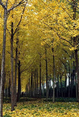 错过再等一年！郑州10大银杏观赏地推荐！