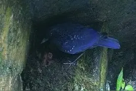 “紫”气“鸫”来！钱江源3只紫啸鸫宝宝顺利破壳图片